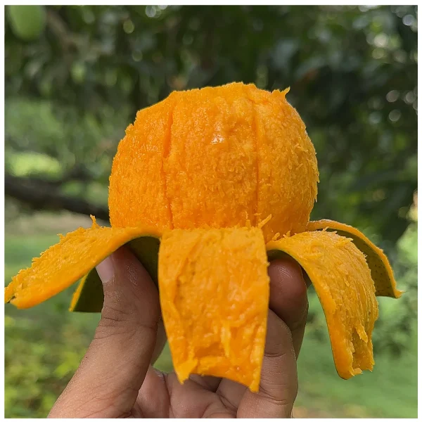 গোবিন্দভোগ আম / Gobindobhog ‍Aam